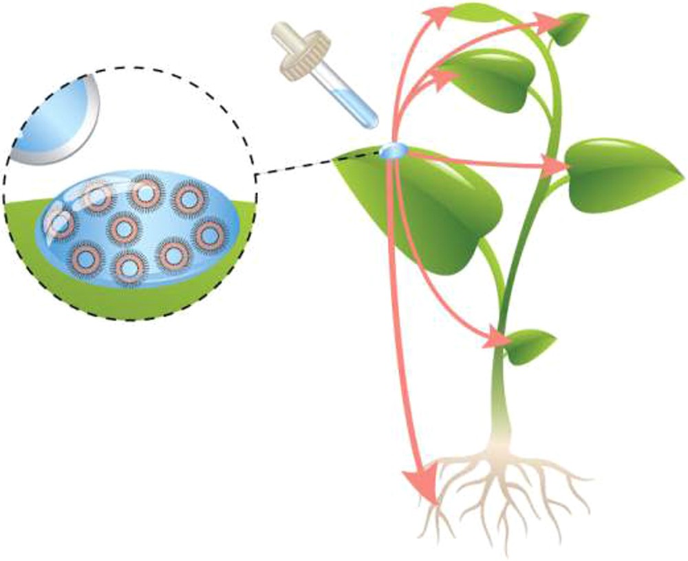 Therapeutic Nanoparticles Penetrate Leaves And Deliver - 