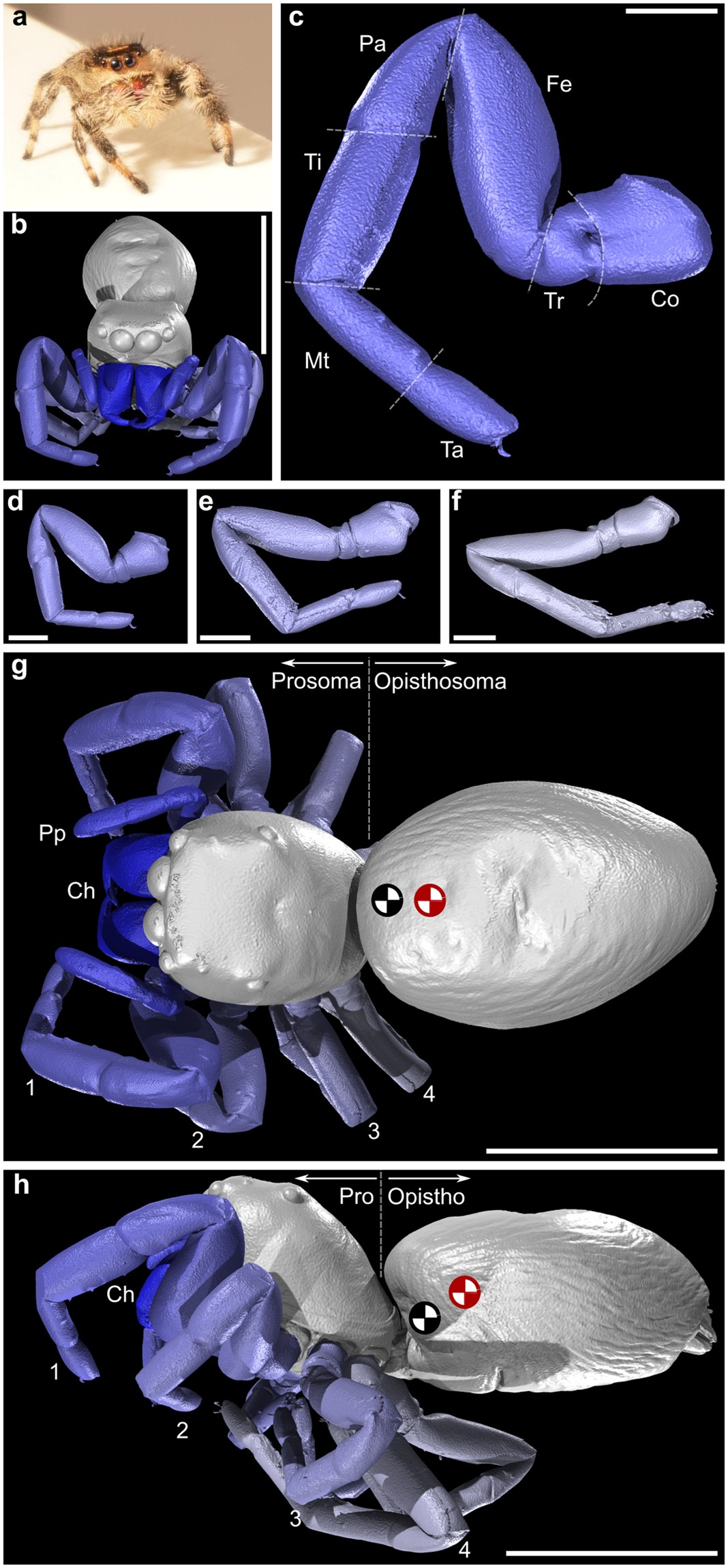 Scientists Trained a Spider to Jump on Command