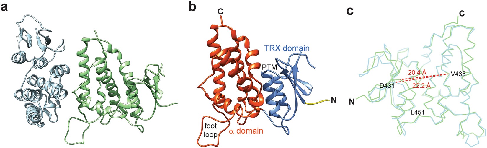 Inherent flexibility of CLIC6 revealed by crystallographic and solution  studies | Scientific Reports