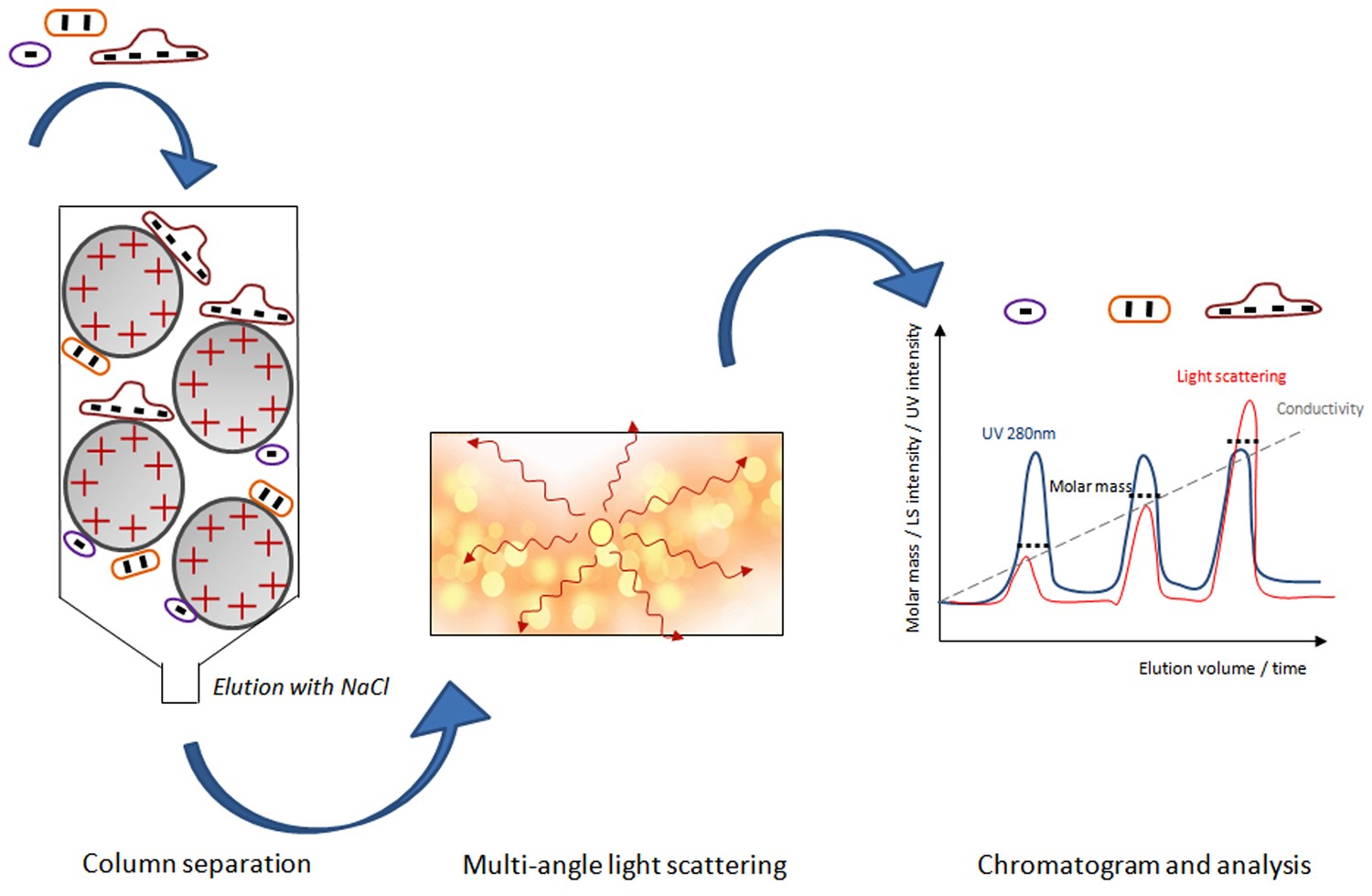 Coupling Multi Angle Light Scattering to Ion Exchange chromatography  (IEX-MALS) for protein characterization | Scientific Reports