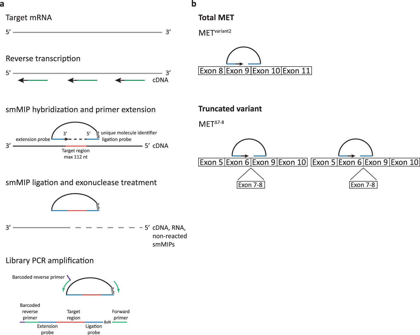 Quantification And Localization Of Oncogenic Receptor Tyrosine
