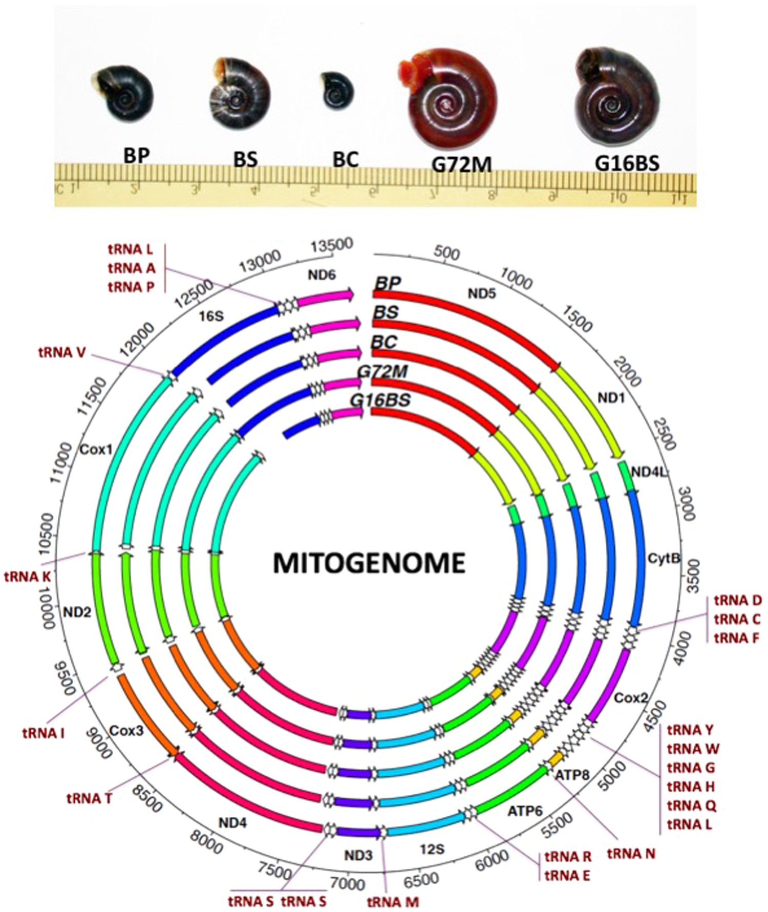 Snail Identification Chart