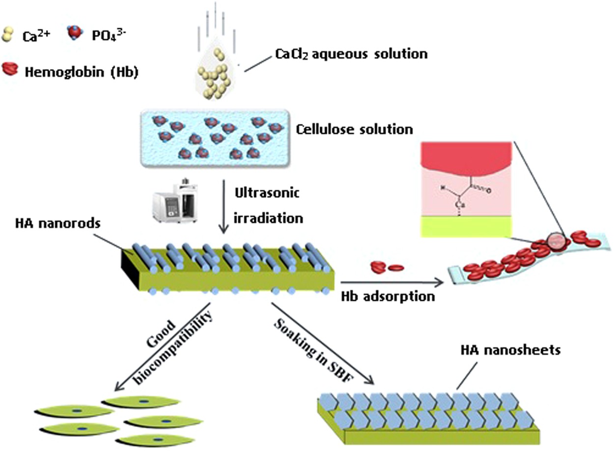 Sonochemical synthesis of cellulose/hydroxyapatite nanocomposites and their application in protein adsorption | Scientific Reports