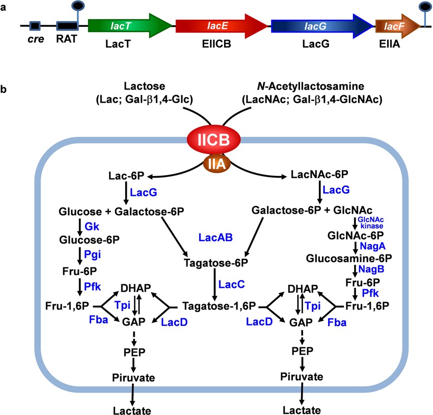 The lactose operon from Lactobacillus casei is involved in the transport  and metabolism of the human milk oligosaccharide core-2 N-acetyllactosamine  | Scientific Reports