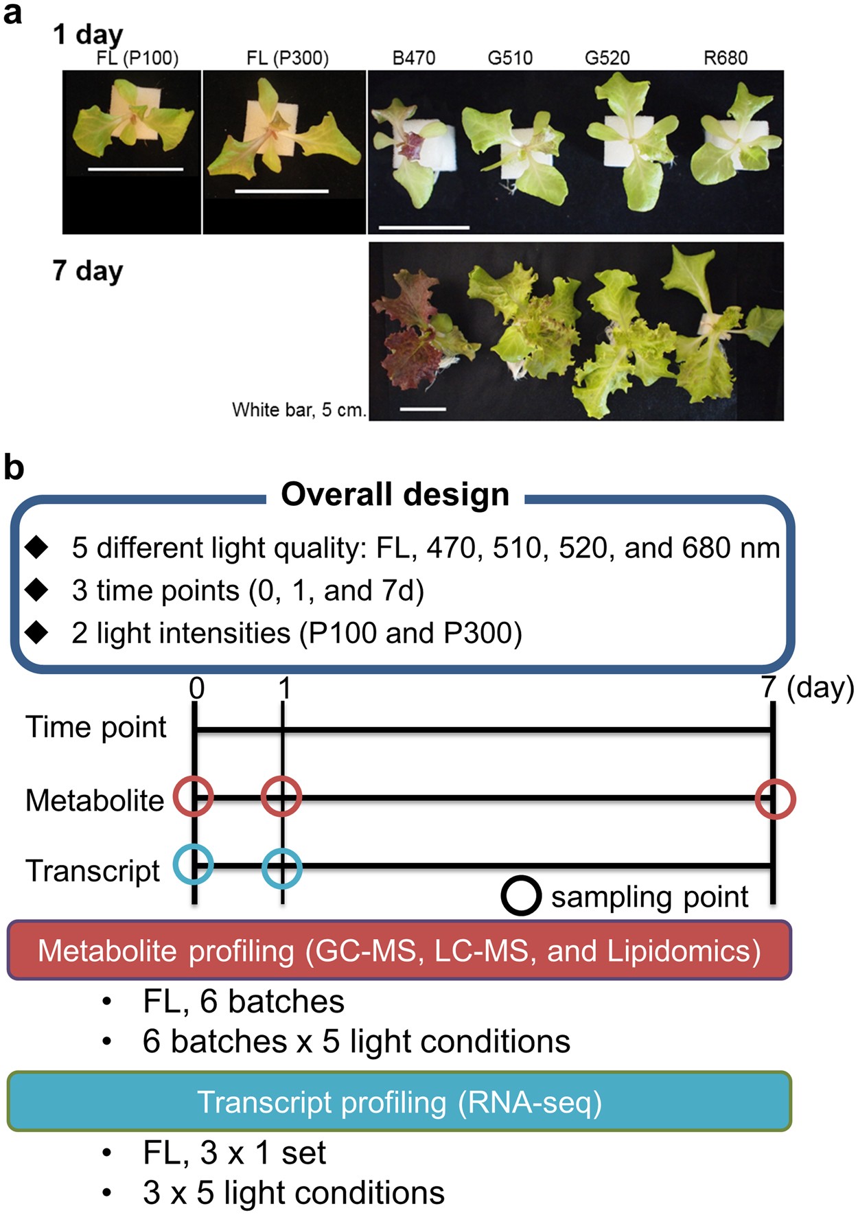 leaf size and light intensity
