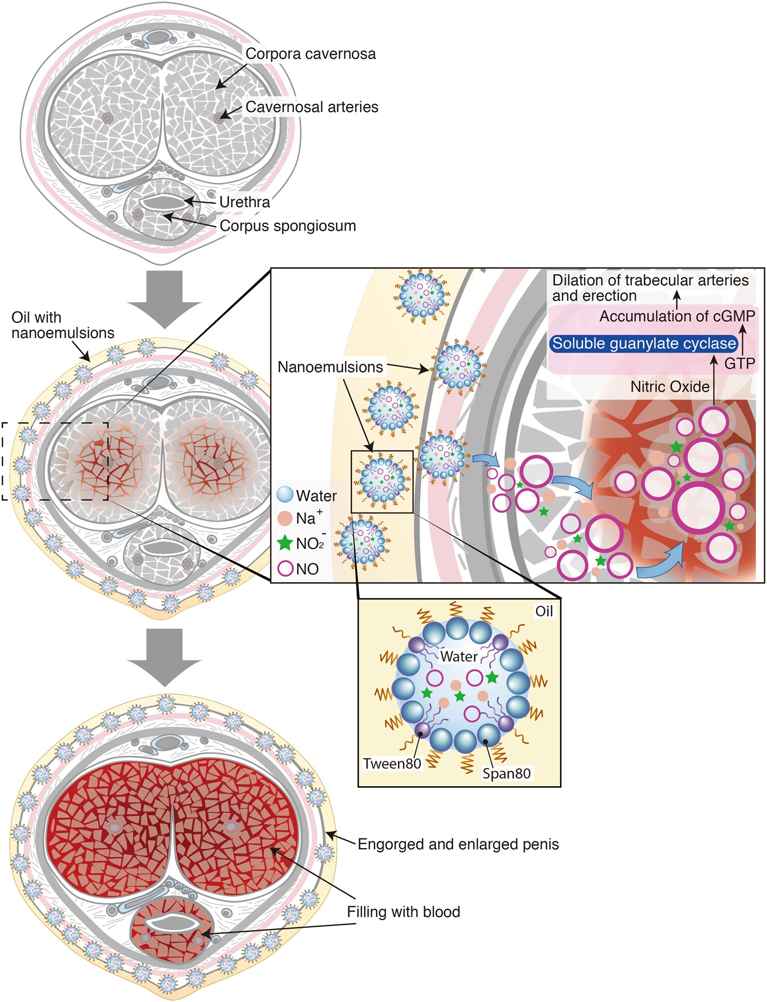 fjerne Definere Udstråle Transdermal water-in-oil nanocarriers of nitric oxide for triggering penile  erection | Scientific Reports