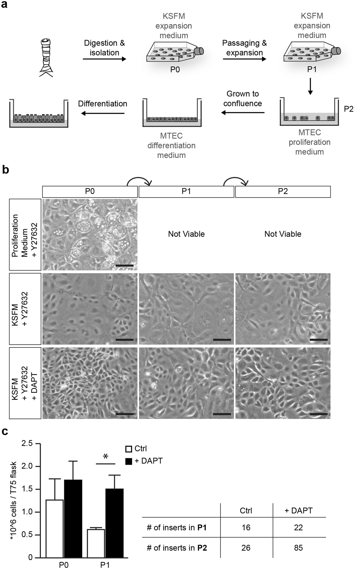A novel method for expansion and differentiation of mouse tracheal  epithelial cells in culture | Scientific Reports