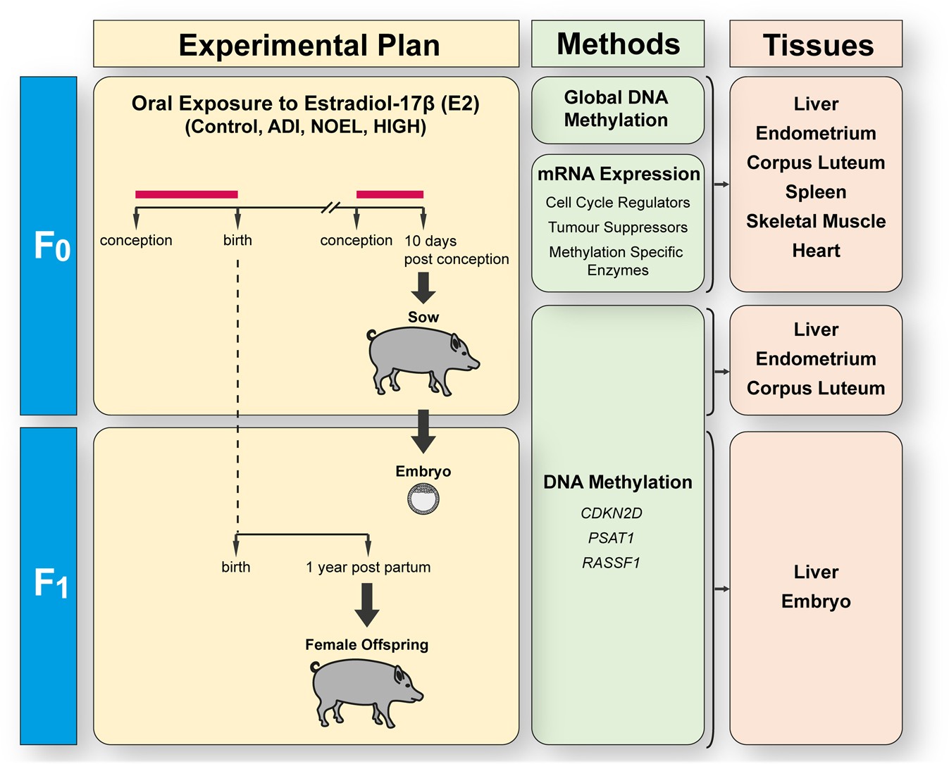 Estrogen Pathway Chart