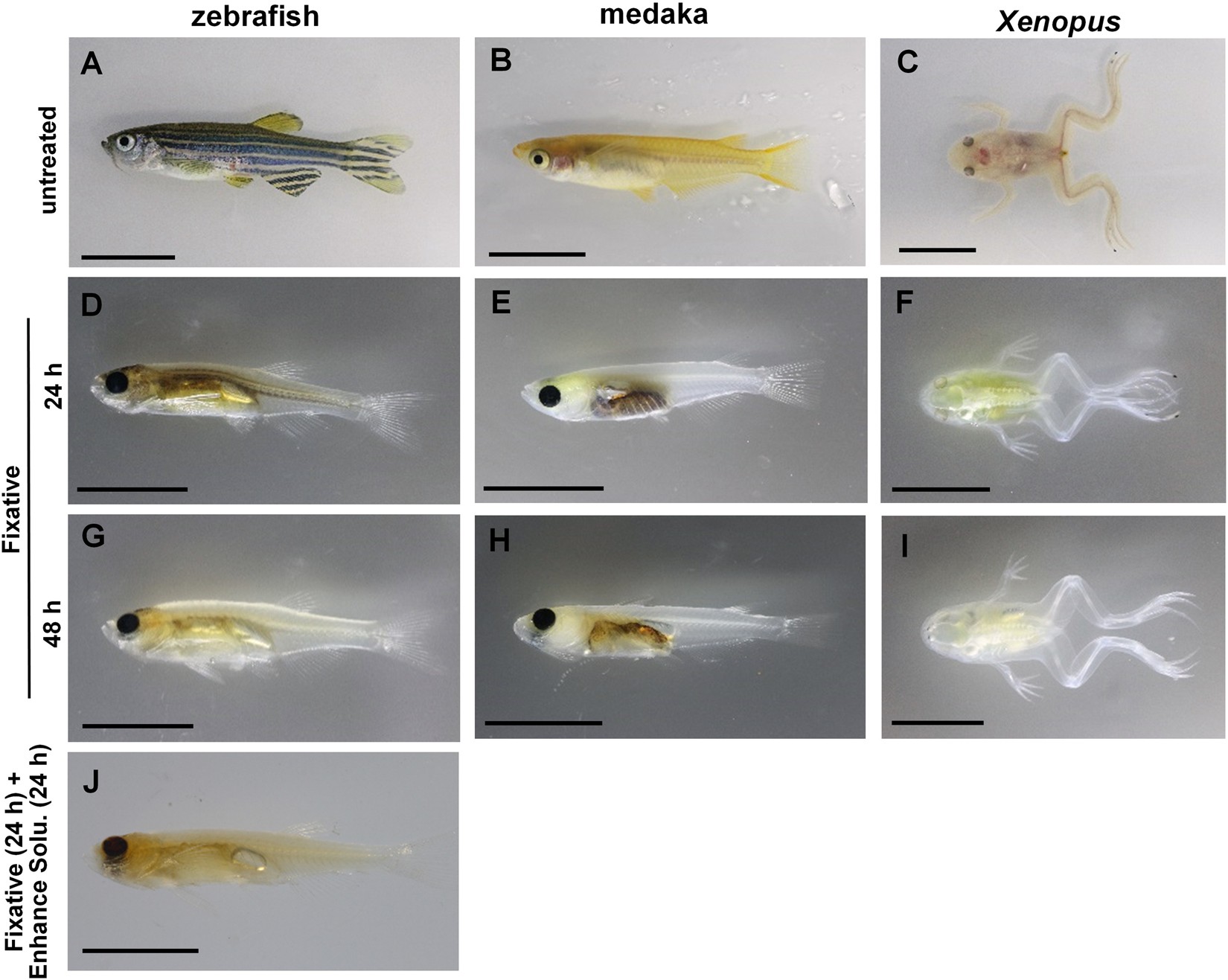 A rapid and nondestructive protocol for whole-mount bone staining of small  fish and Xenopus