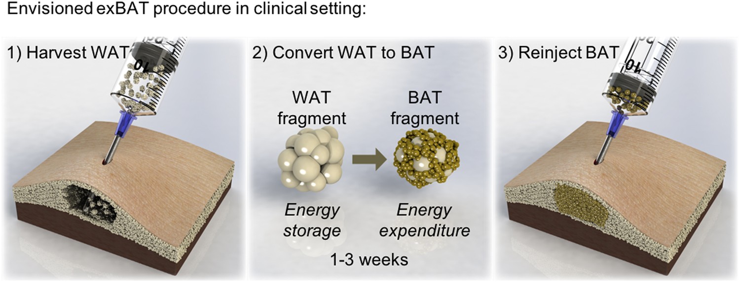 A Direct Tissue Grafting Roach To Increasing Endogenous Brown Fat A Direct Tissue Grafting Roach To Increasing Endogenous Brown Fat Scientific Reports