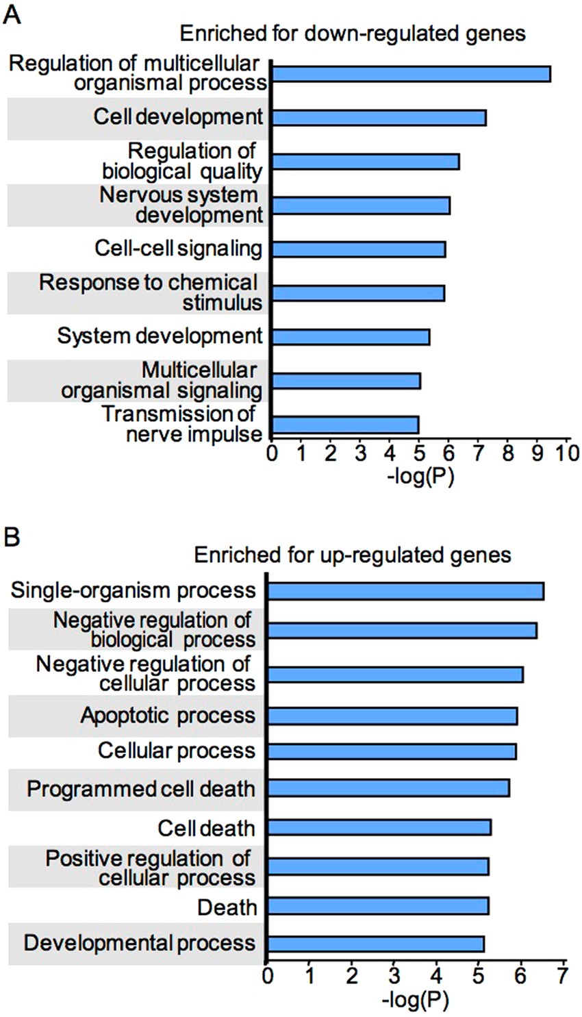 Effect Of Bmi1 Over Expression On Gene Expression In Adult And Embryonic Murine Neural Stem Cells Scientific Reports