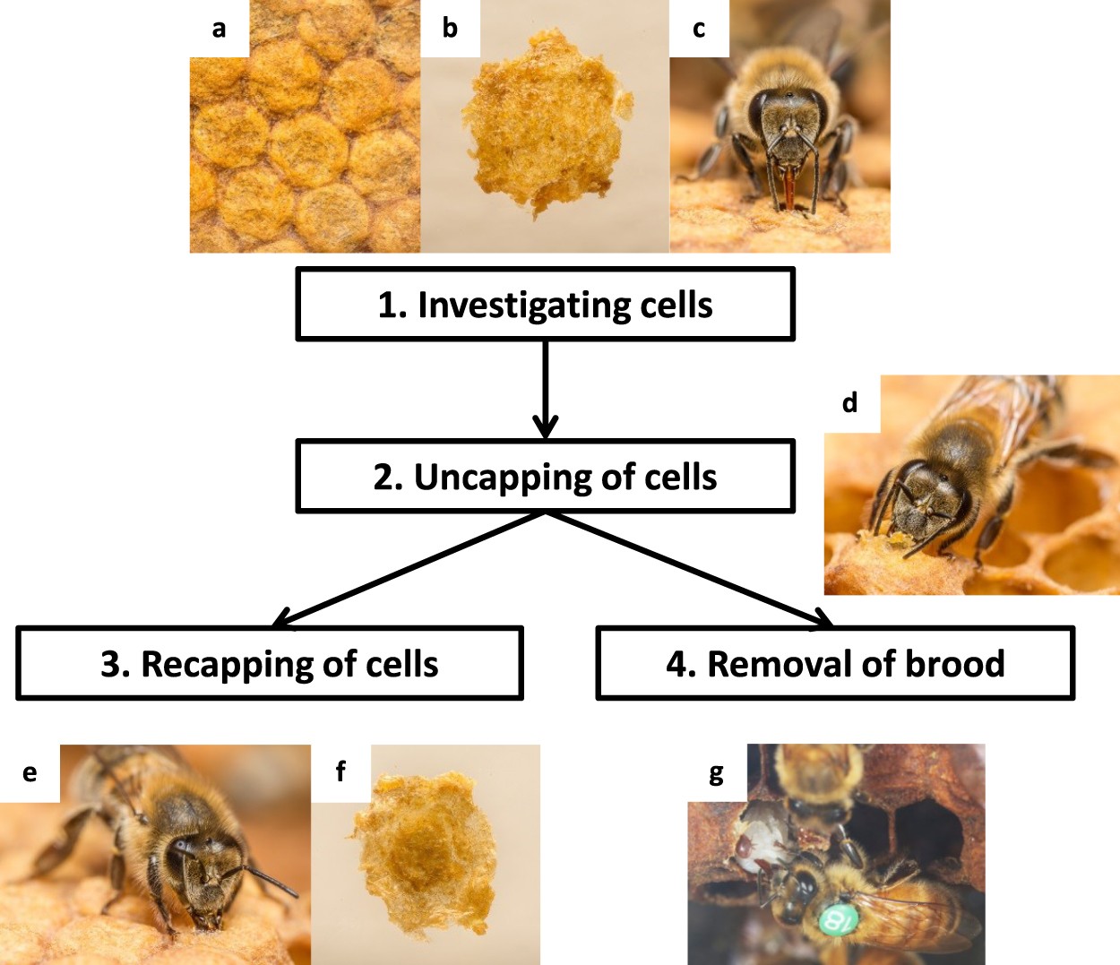 Africanized Honey Bee Identification & Behavior