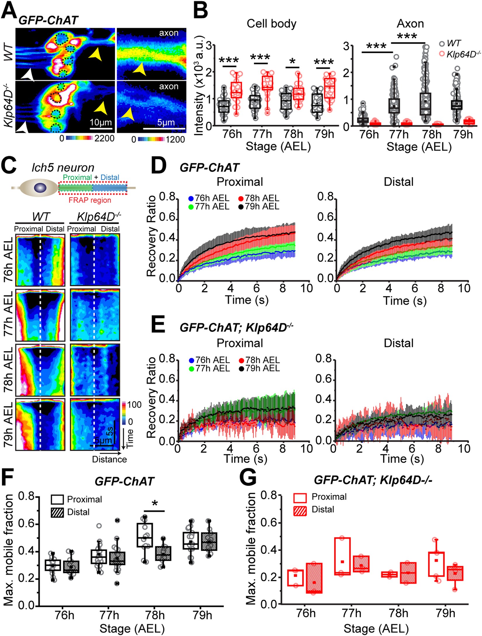 Cholinergic Activity Is Essential For Maintaining The Anterograde Transport Of Choline Acetyltransferase In Drosophila Scientific Reports