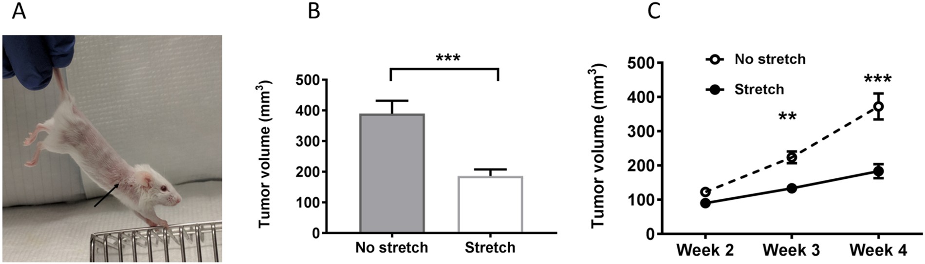 Stretching Reduces Tumor Growth in a Mouse Breast Cancer Model | Scientific  Reports