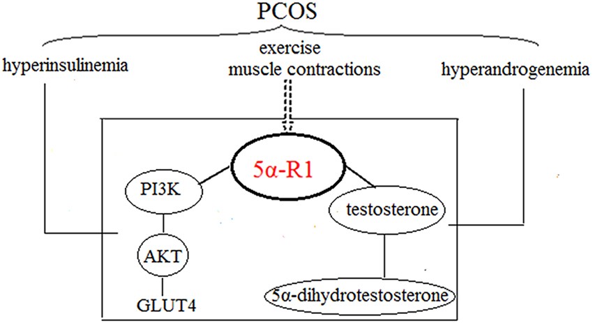 Exercise Activates The Pi3k Akt Signal Pathway By Decreasing The Expression Of 5 Ce B1 Reductase Type 1 In Pcos Rats Scientific Reports Exercise Activates The Pi3k Akt Signal Pathway By Decreasing The Expression Of 5 Ce B1 Reductase Type 1 In Pcos Rats Scientific Reports