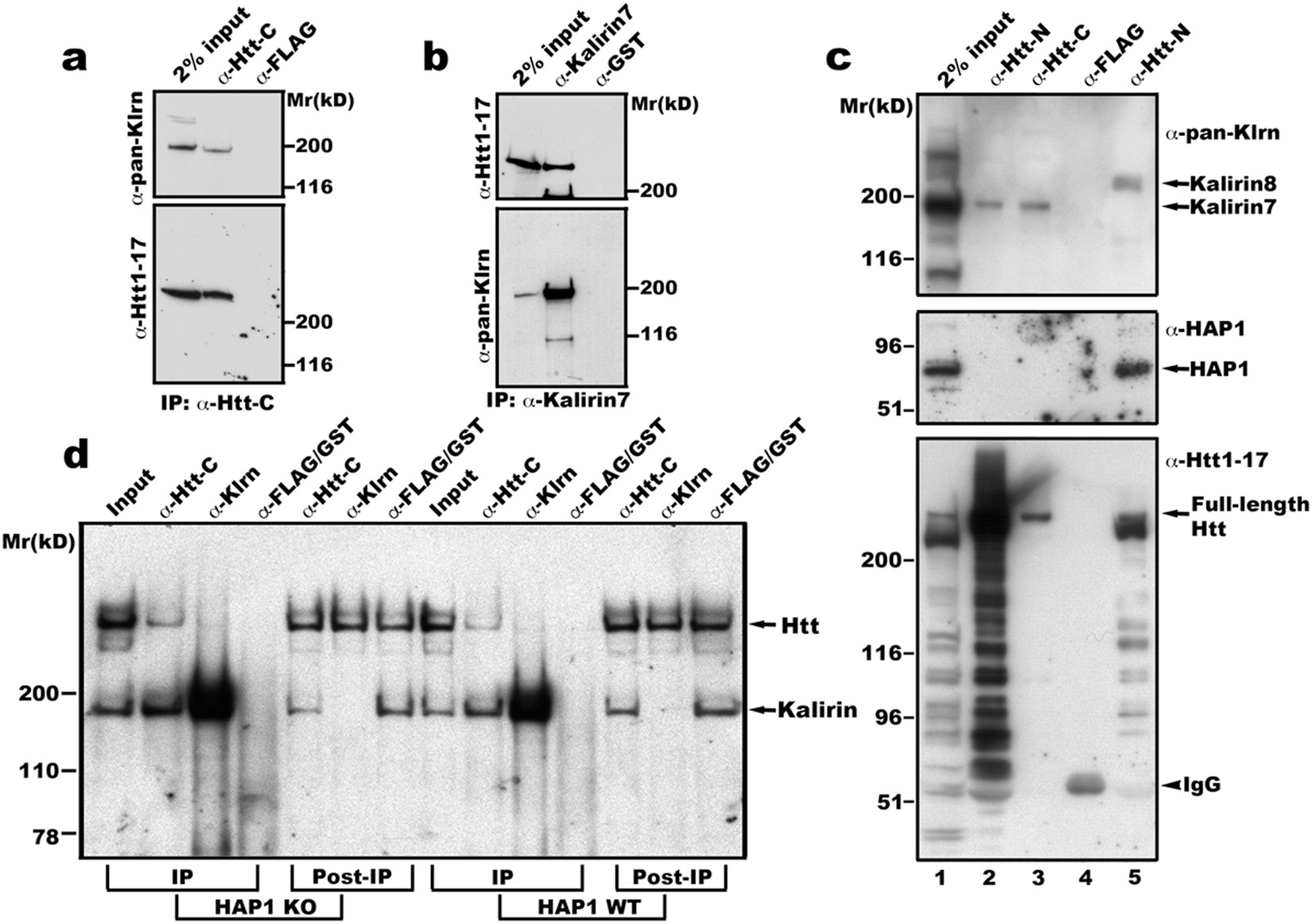 The COOH-terminal domain of huntingtin interacts with RhoGEF kalirin and  modulates cell survival | Scientific Reports