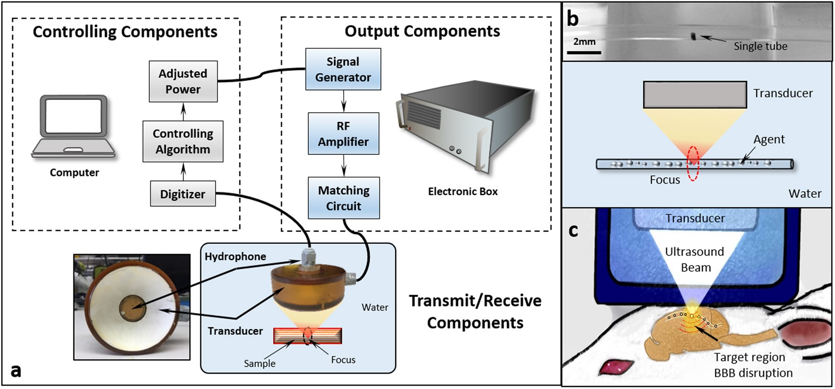 Characterization of different bubble formulations for blood-brain barrier  opening using a focused ultrasound system with acoustic feedback control |  Scientific Reports
