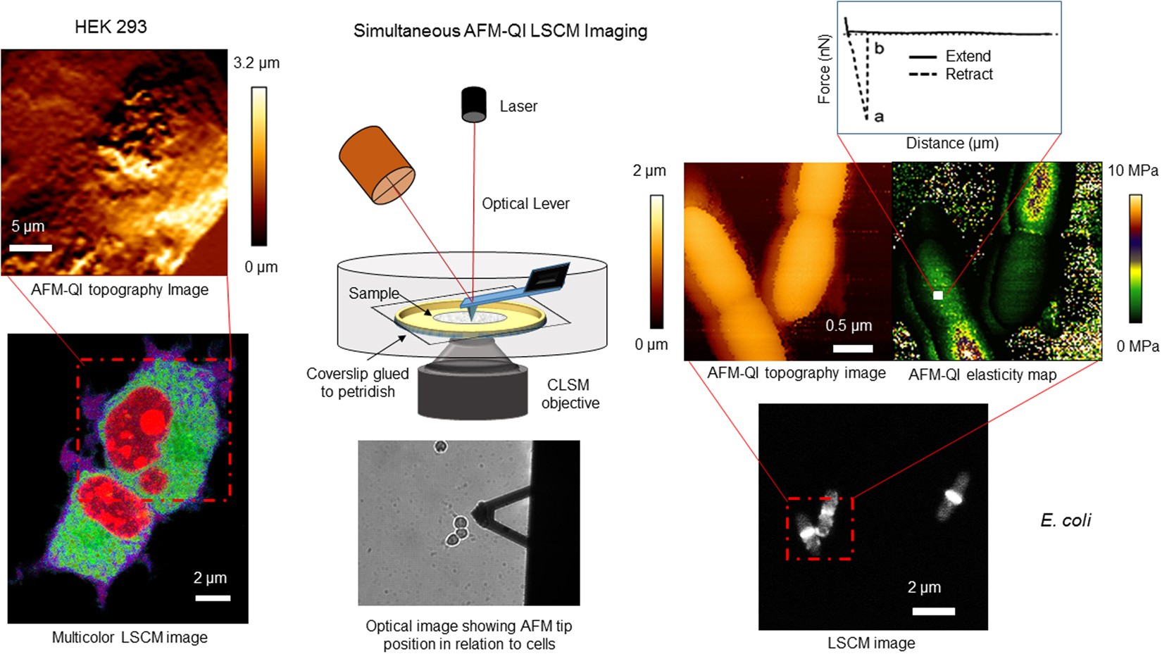 Correlative atomic force microscopy quantitative imaging-laser 