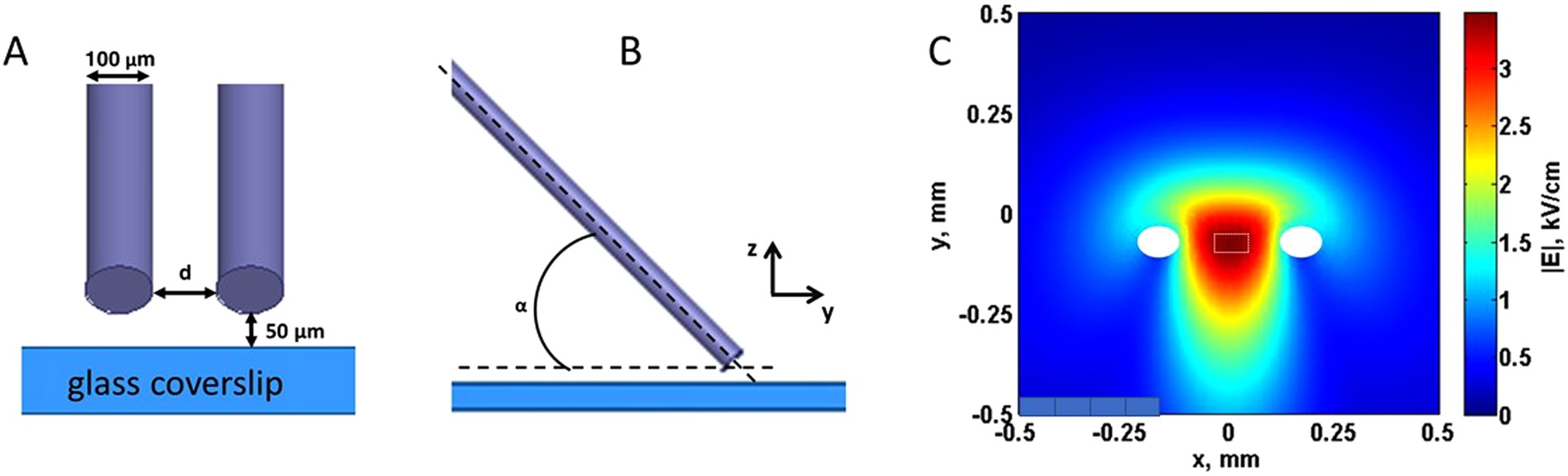 Excitation And Injury Of Ventricular Cardiomyocytes By Nano Excitation And Injury Of Ventricular Cardiomyocytes By Nano To Millisecond Electric Shocks Scientific Reports