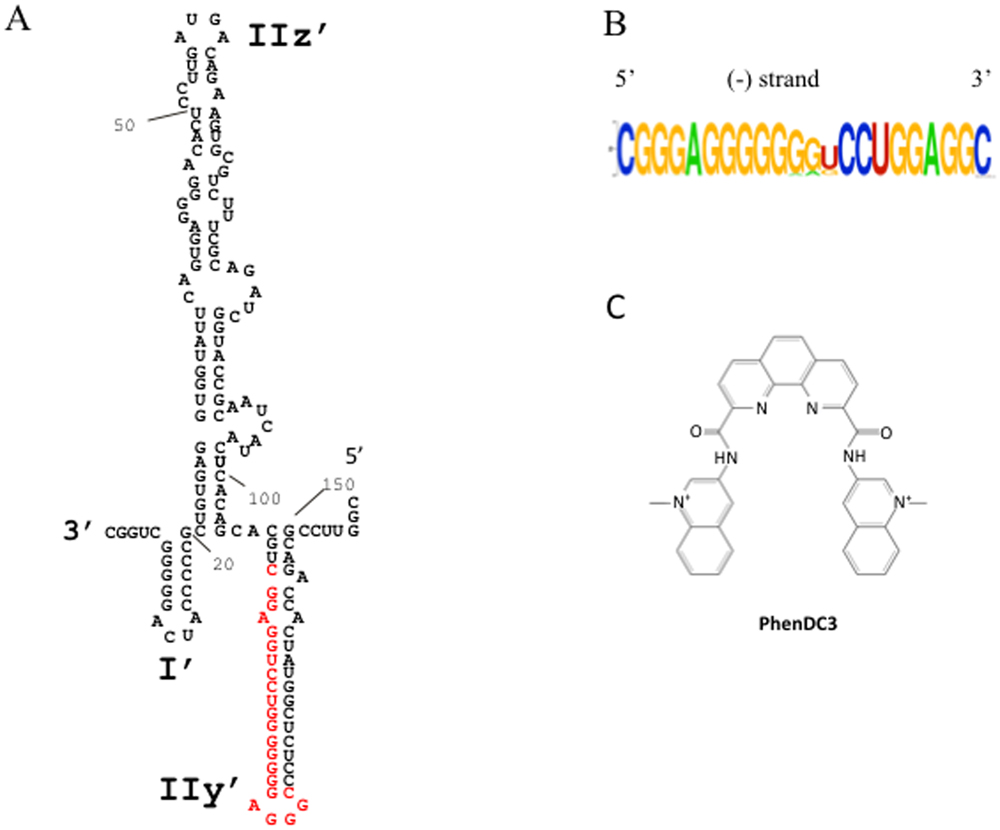Papillomavirus vaccin composition, Human papillomavirus vaccine immunity -