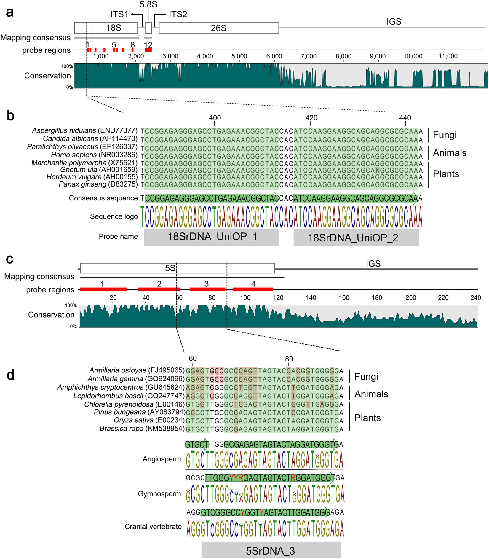 Rapid and Efficient FISH using Pre-Labeled Oligomer Probes | Scientific Reports Rapid and Efficient FISH using Pre-Labeled Oligomer Probes | Scientific Reports