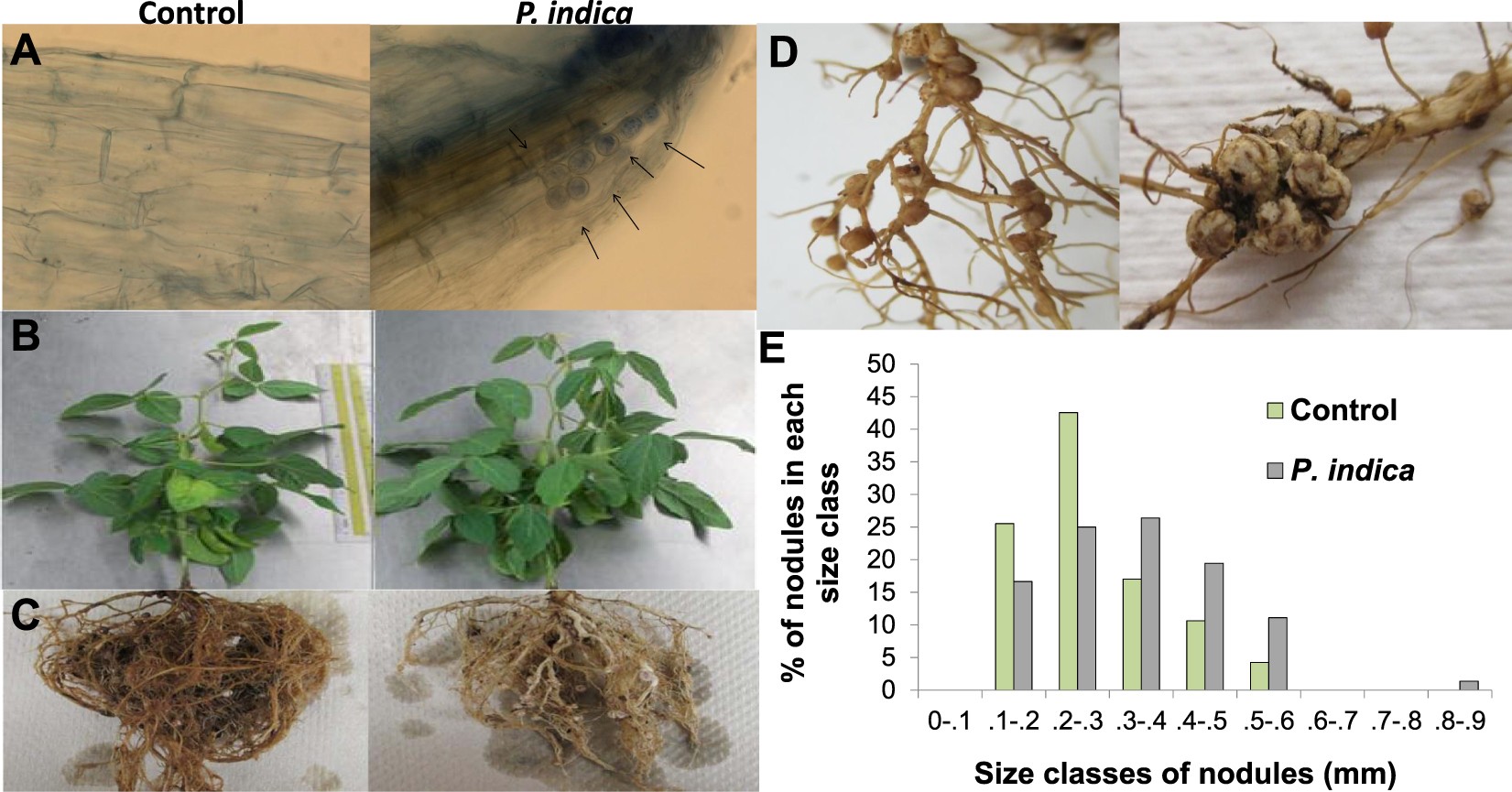 Transcriptional Responses Of Soybean Roots To Colonization With The Root Endophytic Fungus Piriformospora Indica Reveals Altered Phenylpropanoid And Secondary Metabolism Scientific Reports