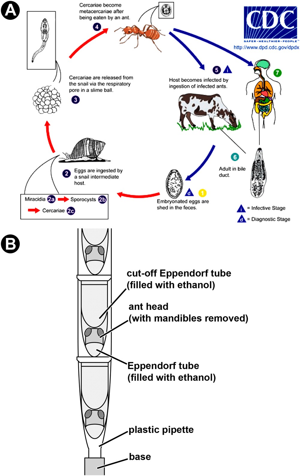 Lancet Flute: Life Cycle 58 Lancet Flute: Life Cycle 1