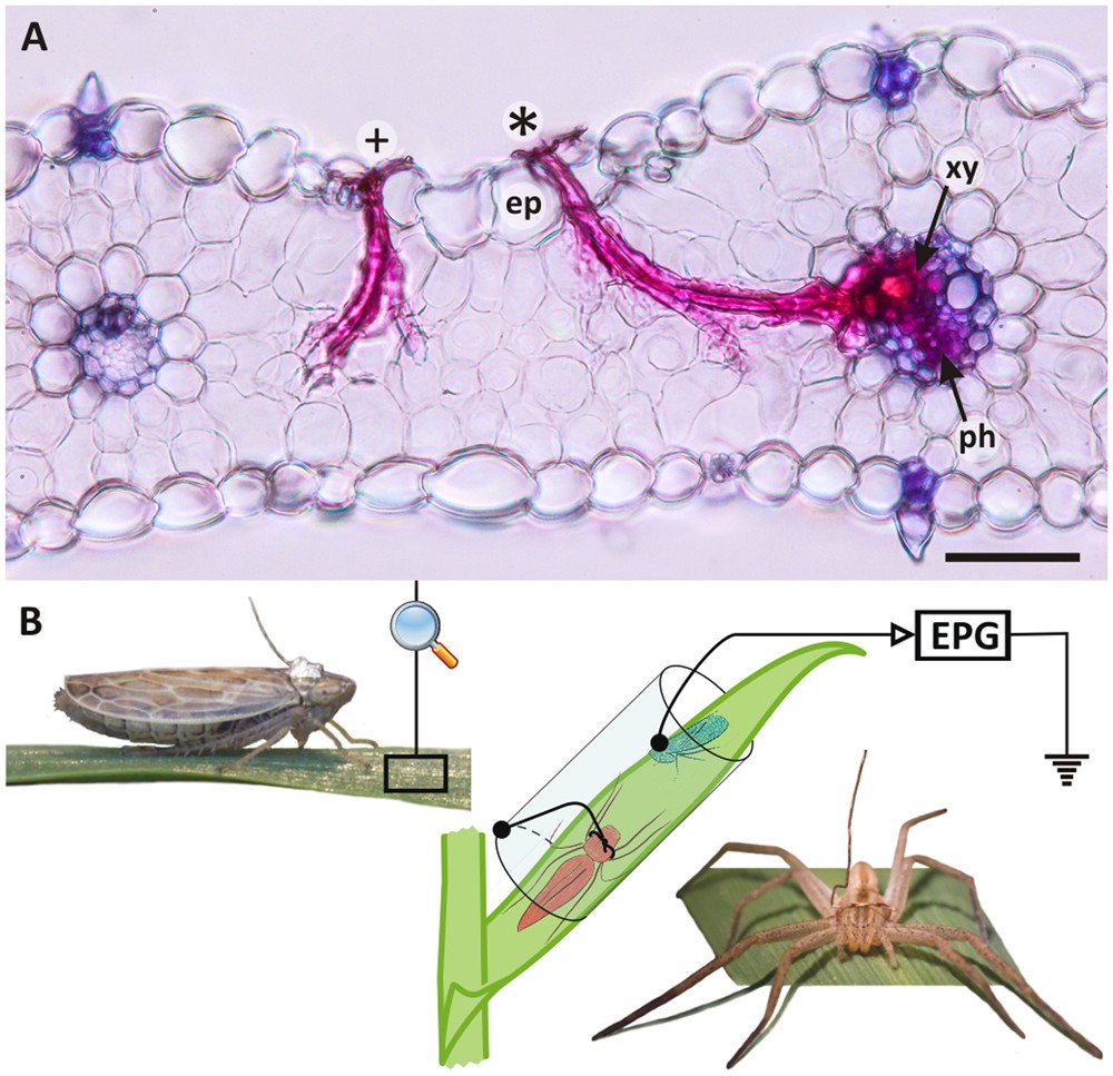 Could Vectors Fear Of Predators Reduce The Spread Of Plant Diseases Scientific Reports