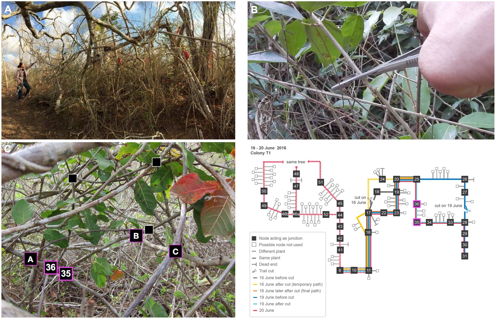 A Distributed Algorithm To Maintain And Repair The Trail - 