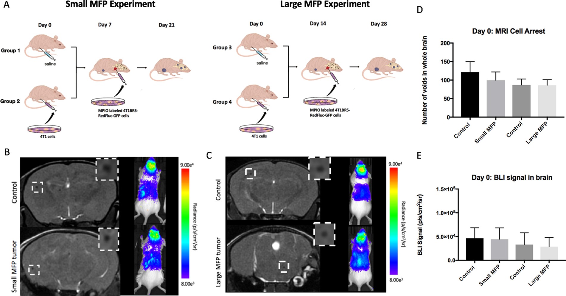 Multimodality cellular and molecular imaging of concomitant tumour  enhancement in a syngeneic mouse model of breast cancer metastasis |  Scientific Reports