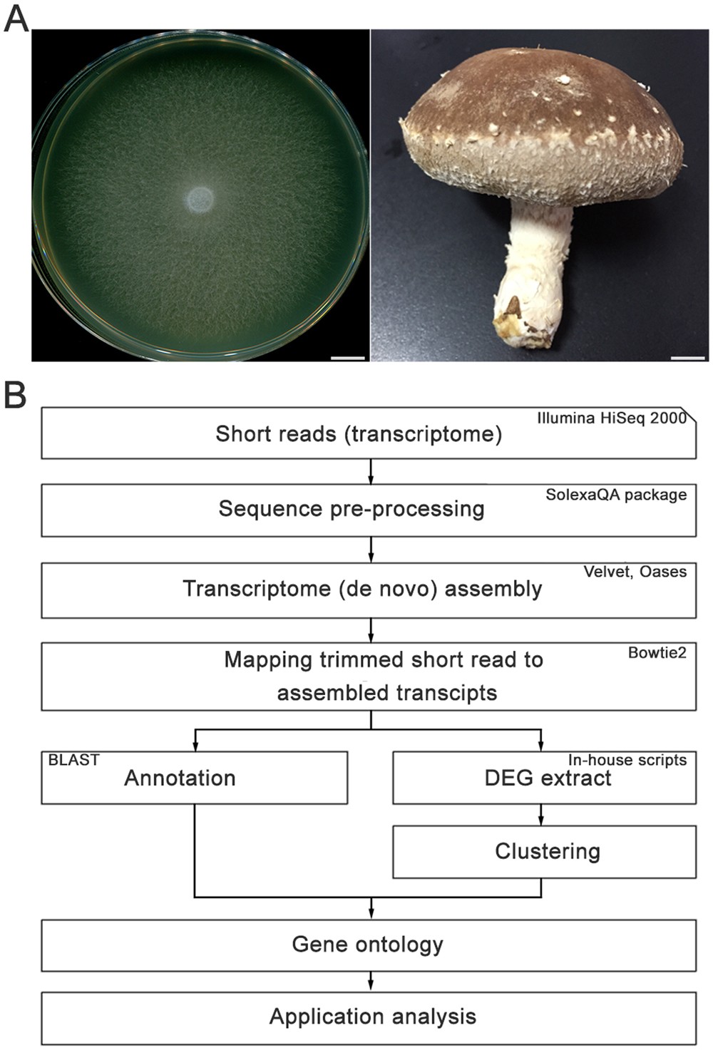 What Makes a Mushroom a Mushroom? How the Mycelium Debate Could