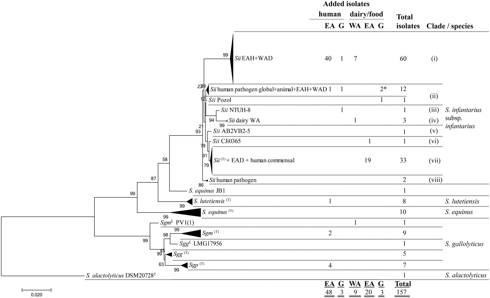 Colorectal Cancer Associated Streptococcus Infantarius Subsp Infantarius Differ From A Major Dairy Lineage Providing Evidence For Pathogenic Pathobiont And Food Grade Lineages Scientific Reports