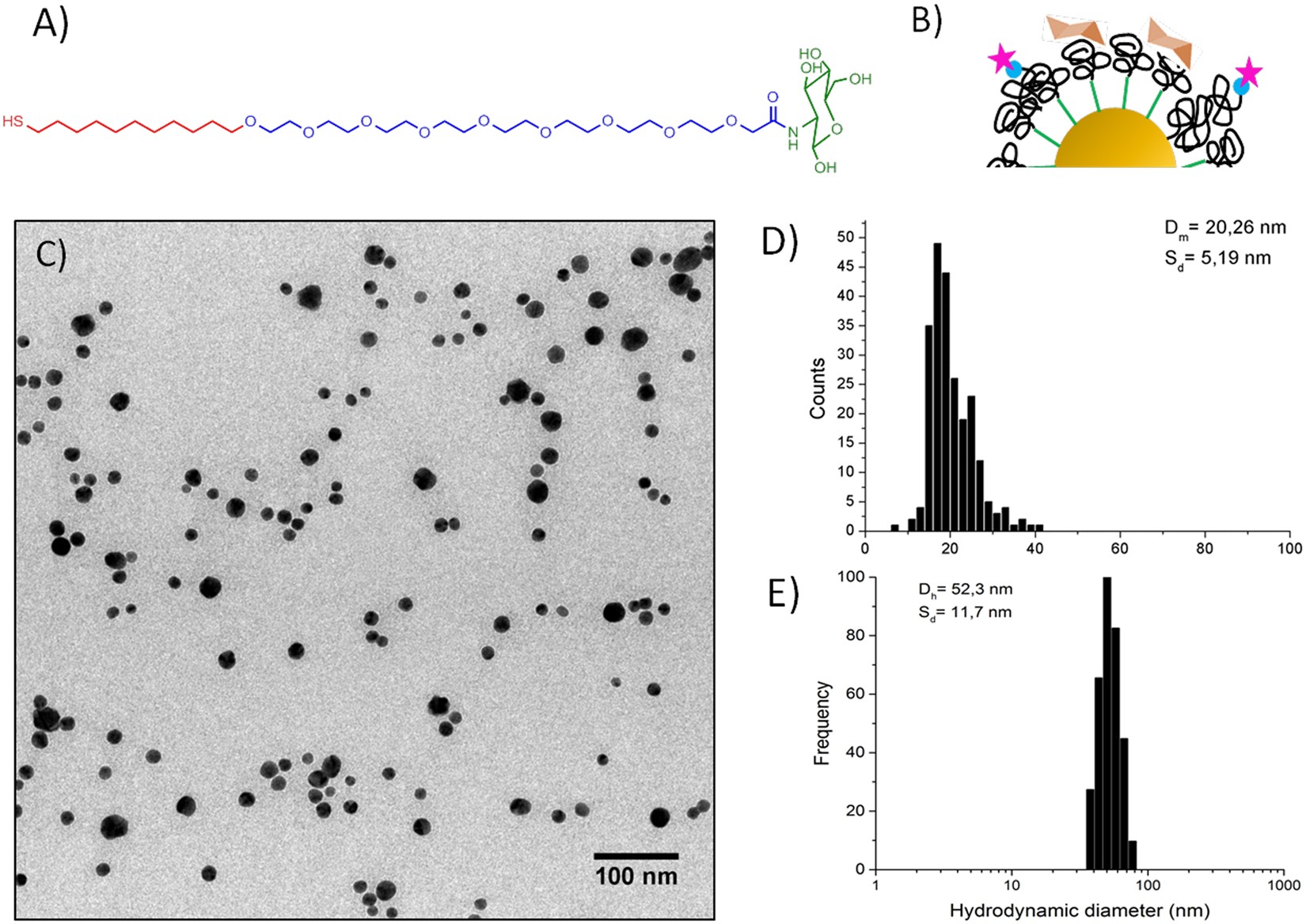 Impact of ConcanavalinA affinity in the intracellular fate of Protein Corona on Glucosamine Au nanoparticles | Scientific Reports