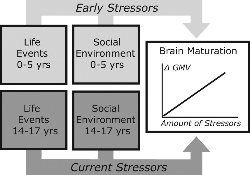 Early Life Stress Can Have Lasting >> Early Life And Pubertal Stress Differentially Modulate Grey Matter Early Life Stress Can Have Lasting >> Early Life And Pubertal Stress Differentially Modulate Grey Matter