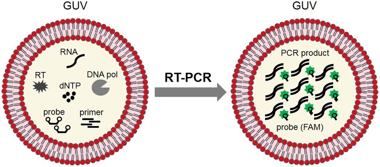Reverse Polymerase Chain Reaction in Giant Unilamellar Vesicles Reports