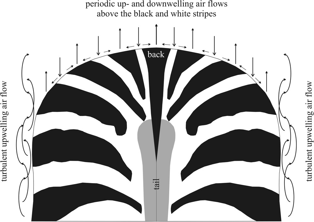 Experimental evidence that stripes do not cool zebras