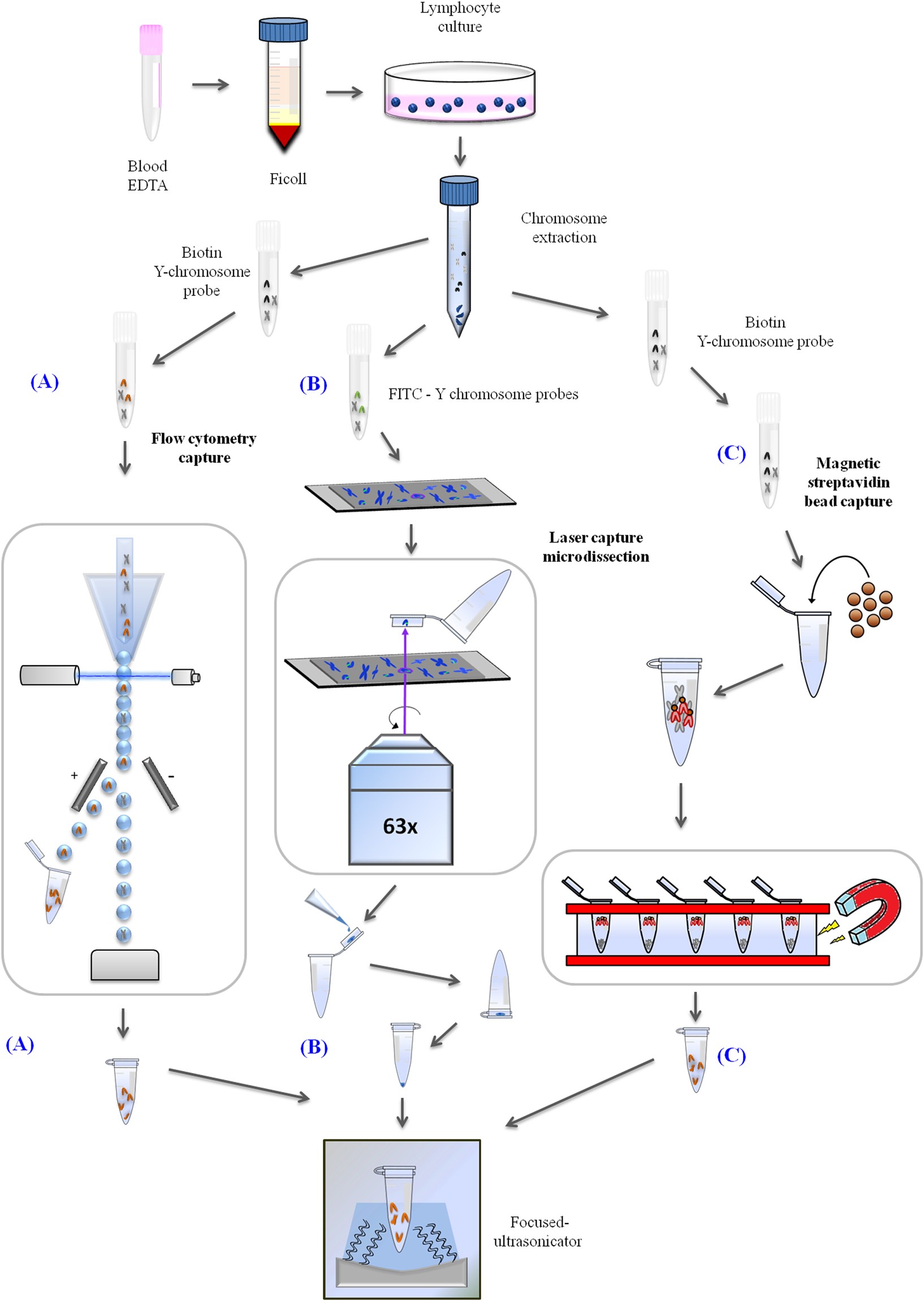 Methodology for Y Chromosome Capture: A complete genome sequence of Y  chromosome using flow cytometry, laser microdissection and magnetic  streptavidin-beads