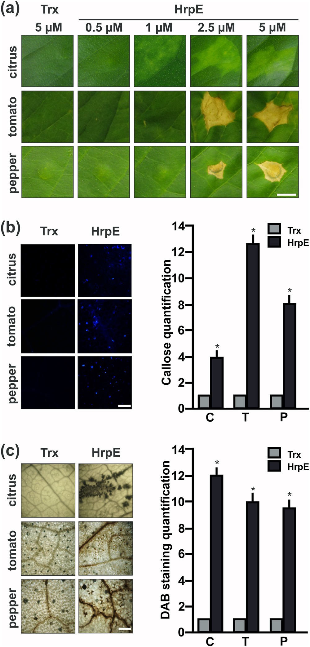 HrpE, the major component of the Xanthomonas type three protein secretion  pilus, elicits plant immunity responses | Scientific Reports