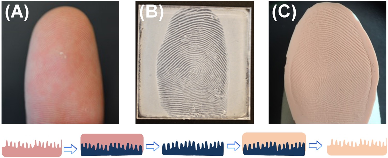 Fabrication of 3D Fingerprint Phantoms via Unconventional Polycarbonate  Molding | Scientific Reports