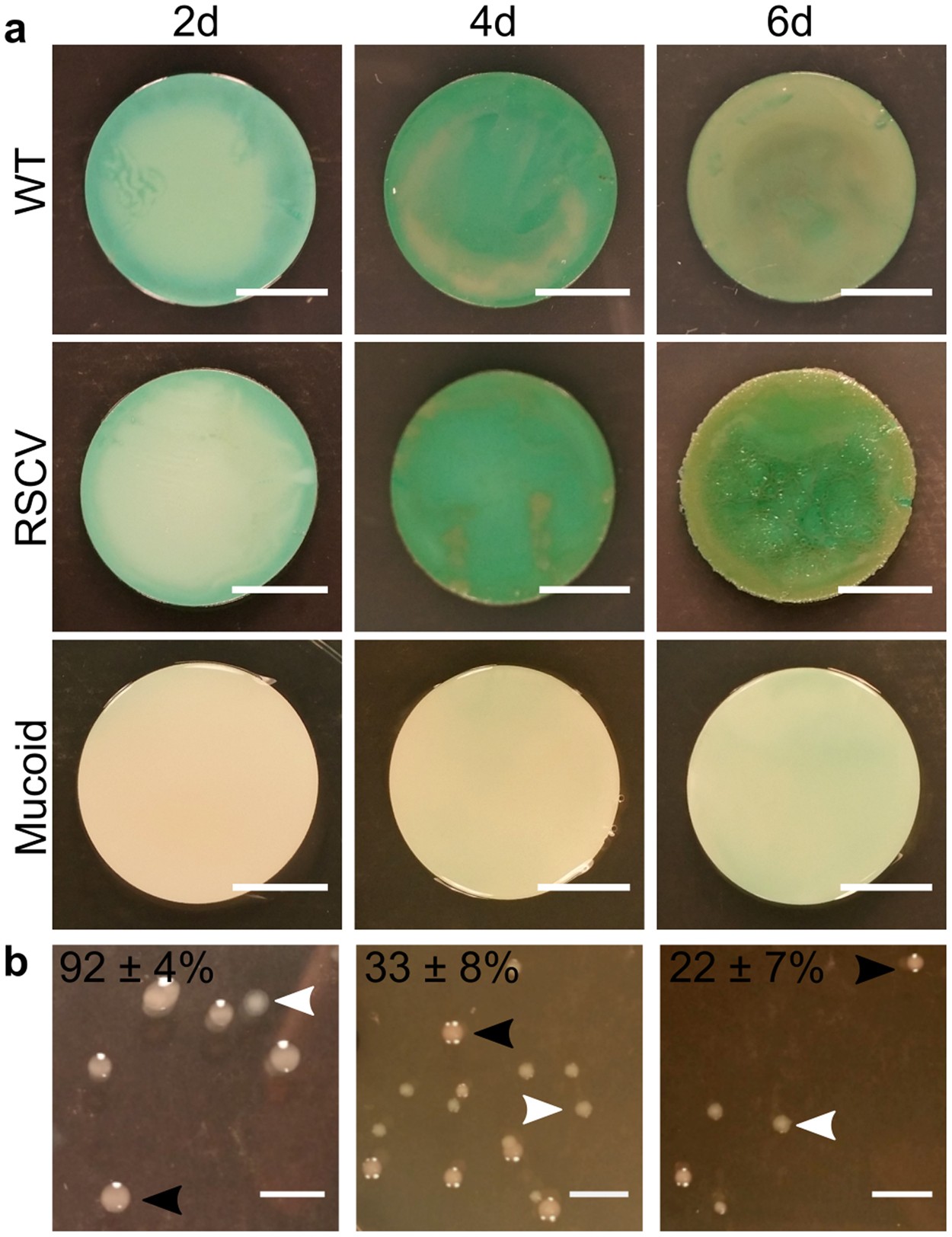 Viscoelastic properties of Pseudomonas aeruginosa variant biofilms |  Scientific Reports