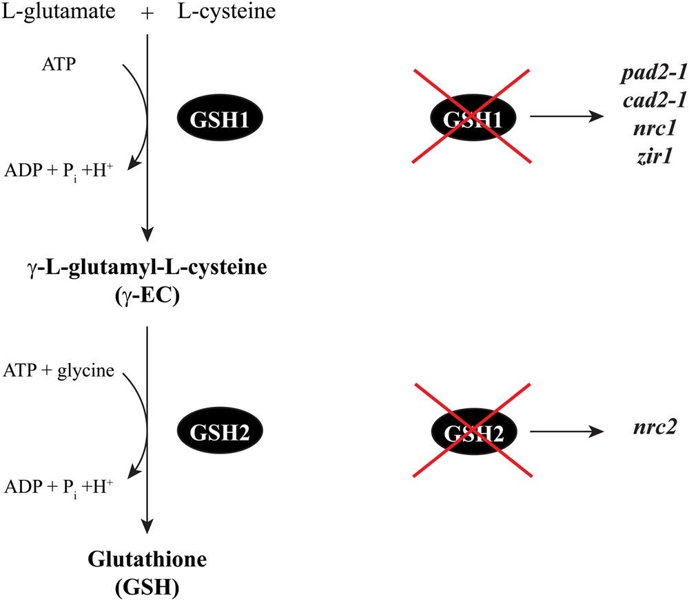Arabidopsis Mutants Impaired In Glutathione Biosynthesis Exhibit