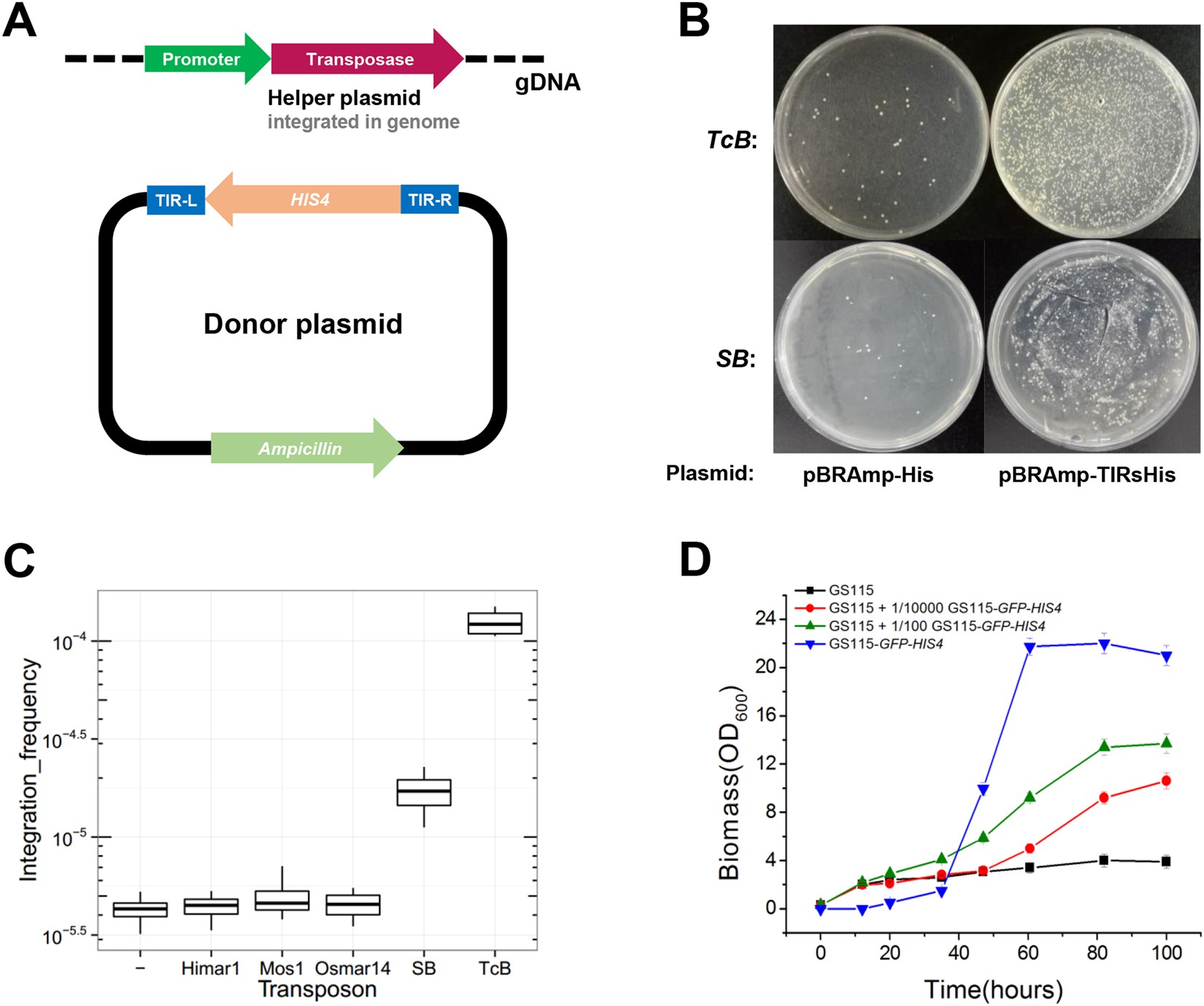 Genome Wide Determination Of Gene Essentiality By Transposon Genome Wide Determination Of Gene Essentiality By Transposon Insertion Sequencing In Yeast Pichia Pastoris Scientific Reports