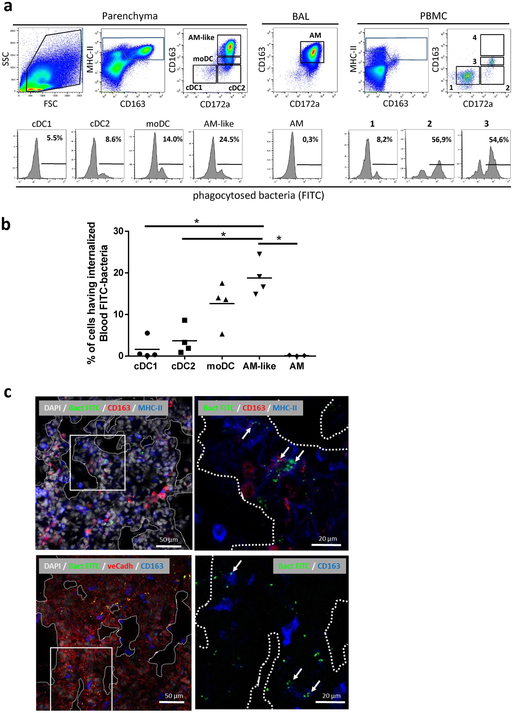 Porcine Alveolar Macrophage Like Cells Are Pro Inflammatory Pulmonary Intravascular Macrophages That Produce Large Titers Of Porcine Reproductive And Respiratory Syndrome Virus Scientific Reports