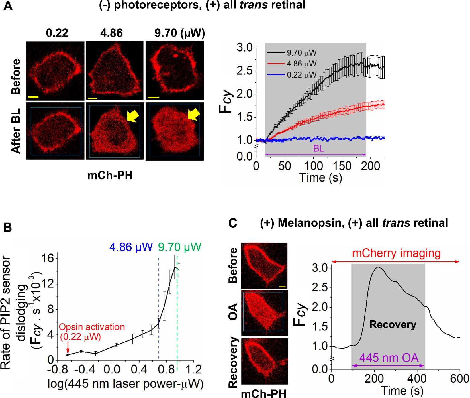 Blue light excited retinal intercepts cellular signaling | Scientific  Reports