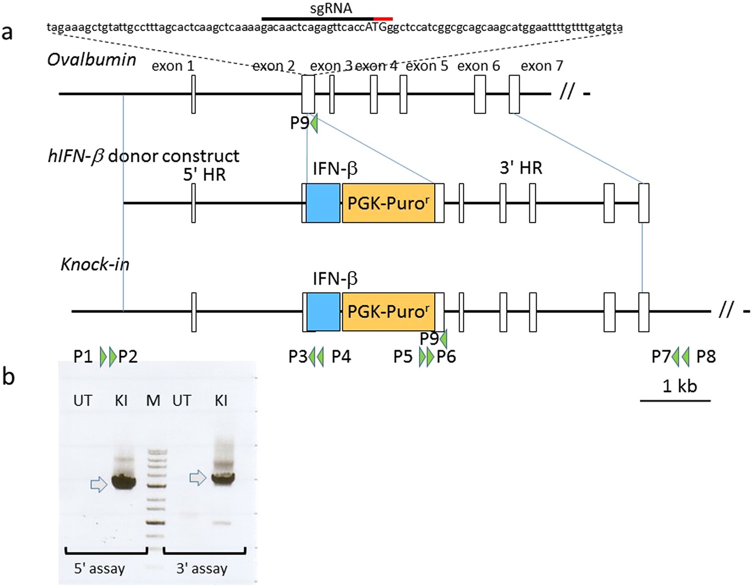 Efficient Production Of Human Interferon Beta In The White