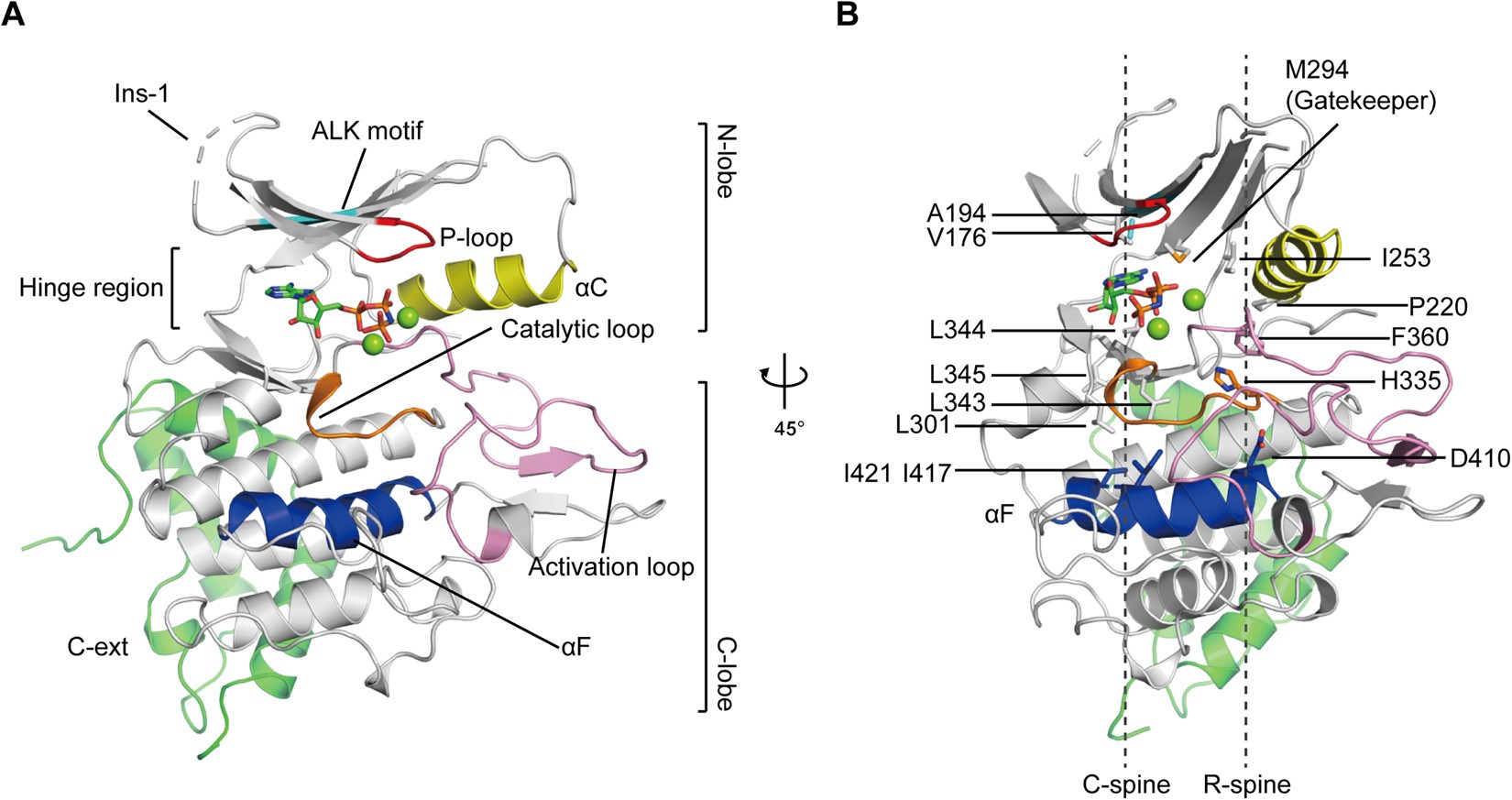 Structural Insights Into Ubiquitin Phosphorylation By Pink1 Scientific Reports Structural Insights Into Ubiquitin Phosphorylation By Pink1 Scientific Reports