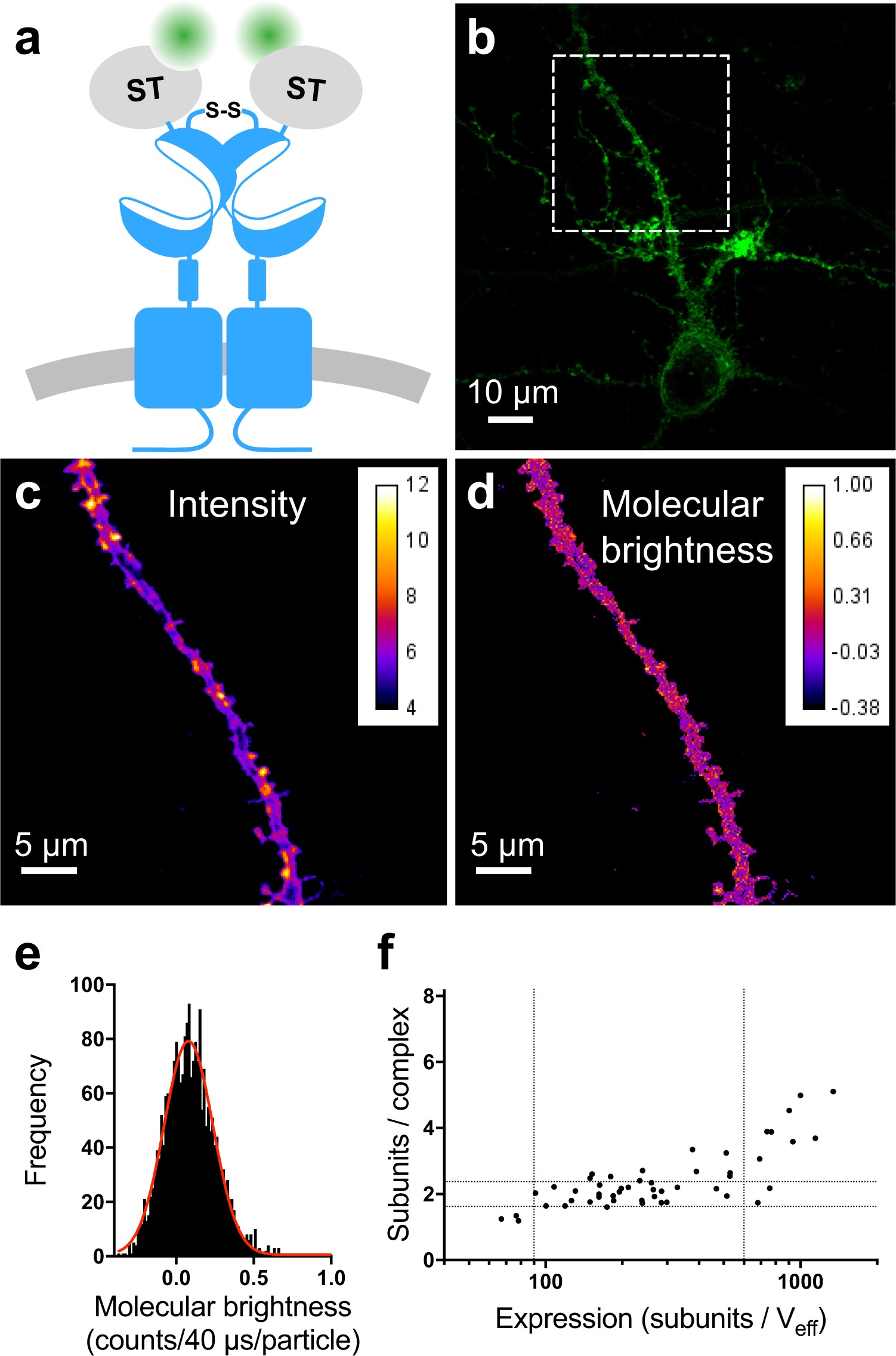 Visualization and ligand-induced modulation of dopamine receptor  dimerization at the single molecule level