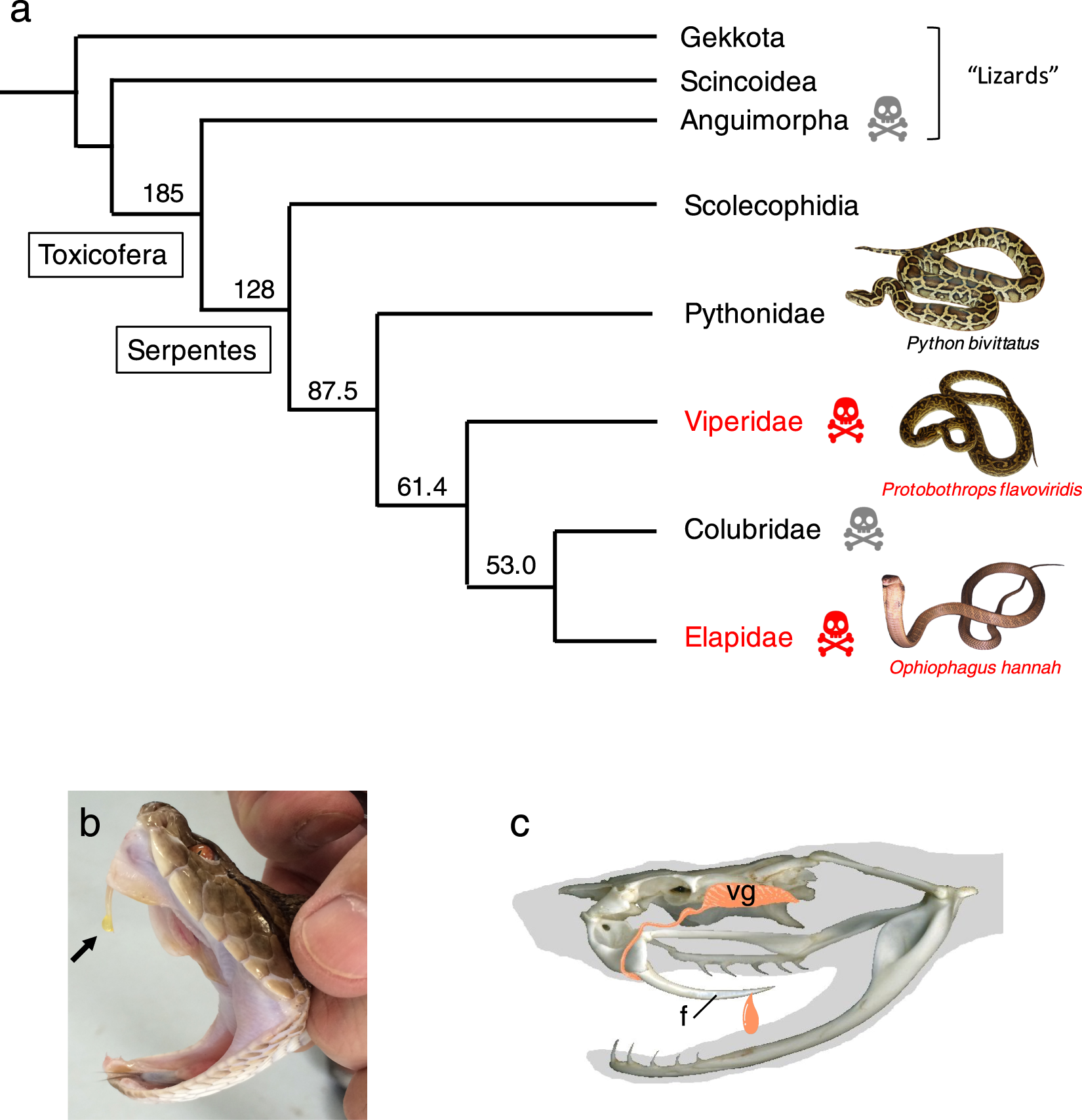 Snake Venom Toxicity Chart