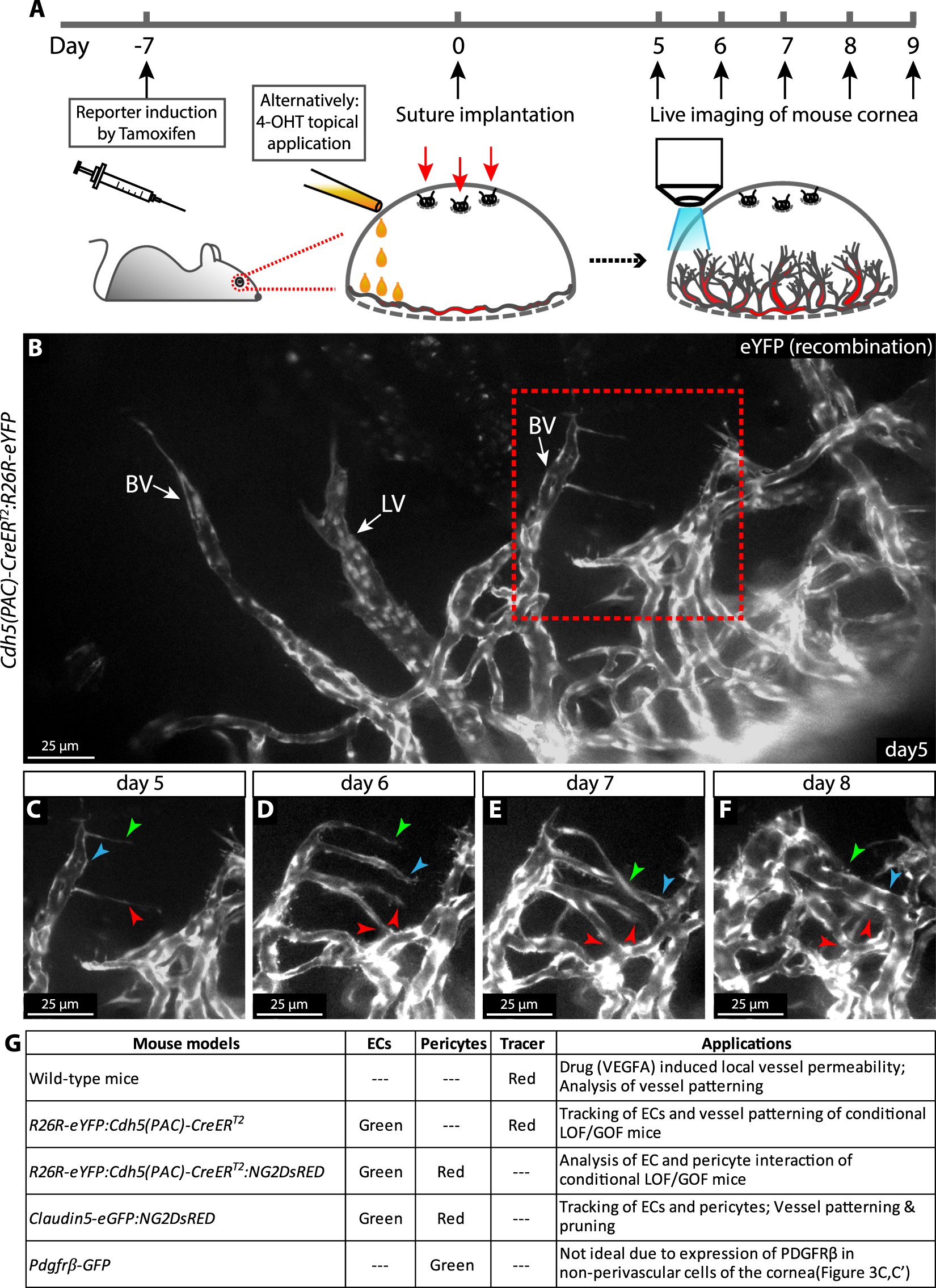 Characterization of multi-cellular dynamics of angiogenesis and ...