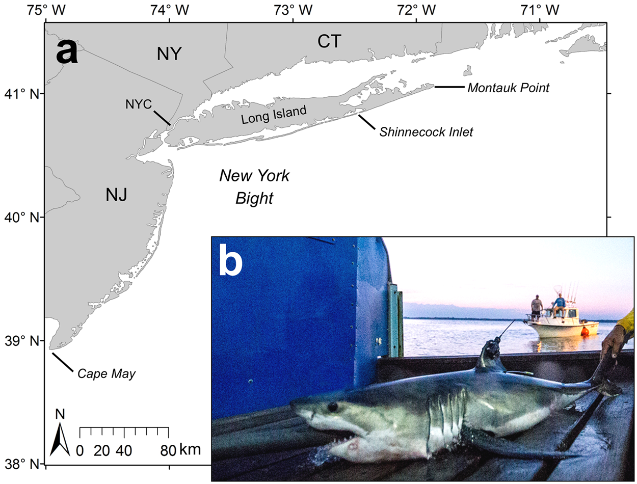 First insights into the movements of young-of-the-year white sharks  (Carcharodon carcharias) in the western North Atlantic Ocean